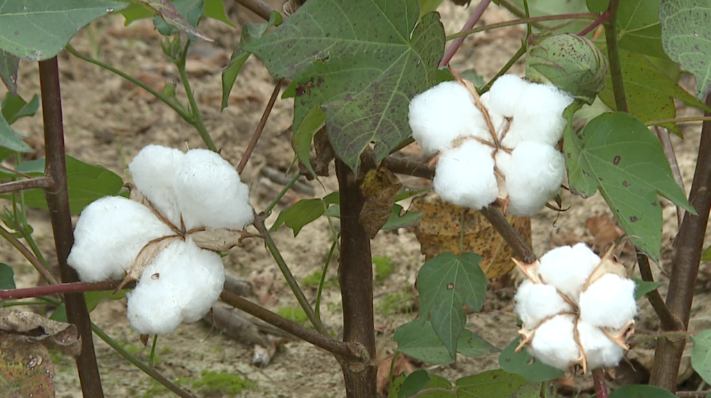 Cotton Tour Field Day Held In Jackson 3