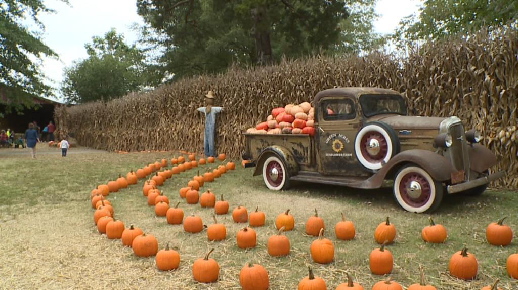 Green Acres Farms Pumpkins 2
