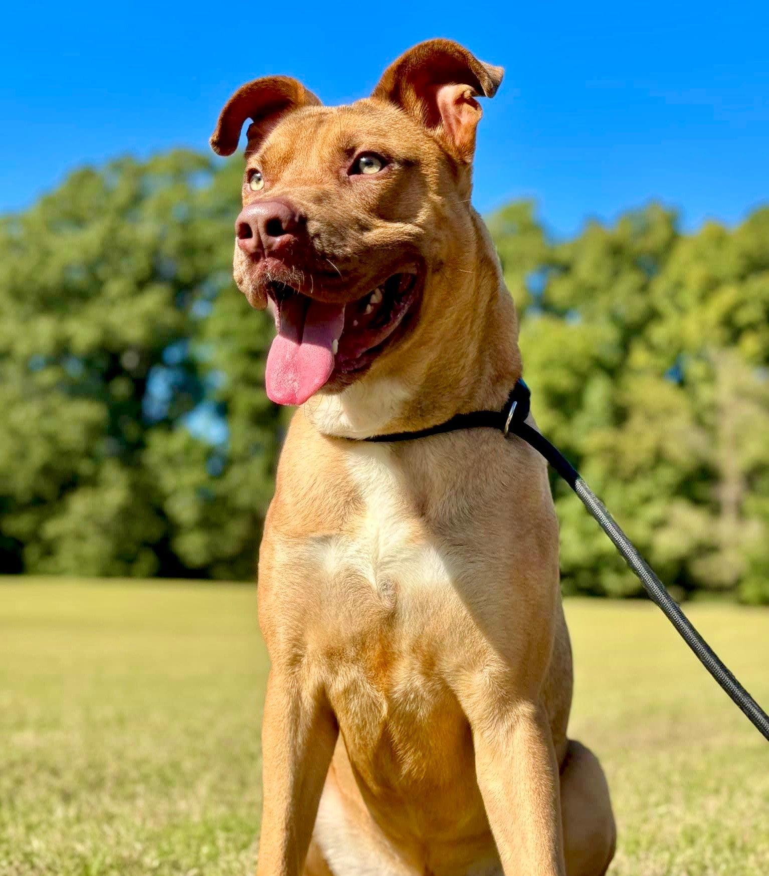 Pet of the Week: Elmer