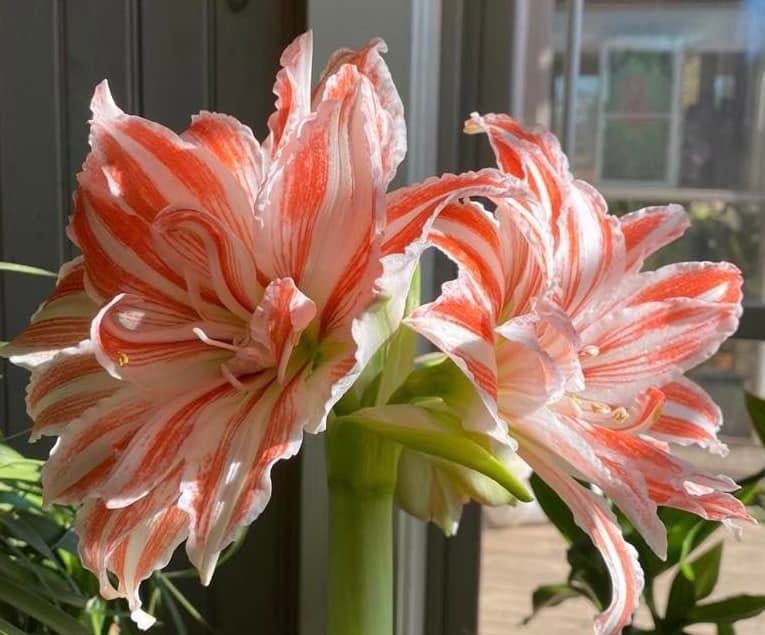 Amaryllis 1