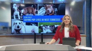 Pet Of The Week Lillie