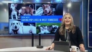Pet Of The Week Max Too