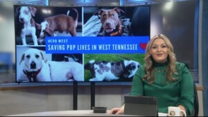 Pet Of The Week Darlene