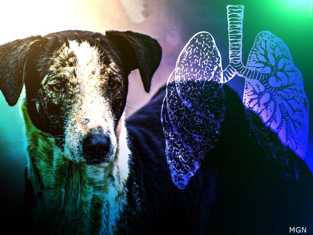 Dog Illnesss