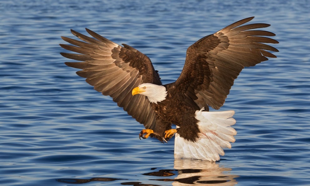 Reelfoot Lake State Park to host 20th Annual Eagle Festival WBBJ TV