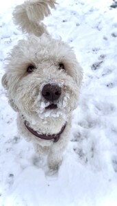 Savvy The Goldendoodle Brad Jennifer Borneman Greenfield