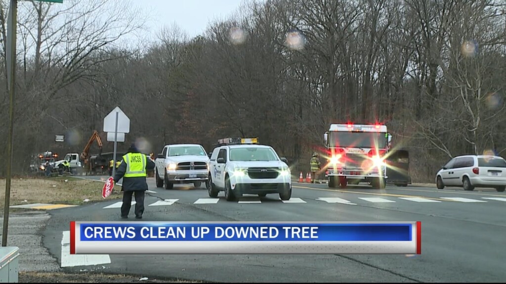 Tree Down