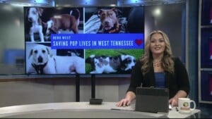 Pet Of The Week Cash