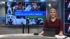 Pet Of The Week Baxter