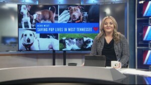 Pet Of The Week Baxter