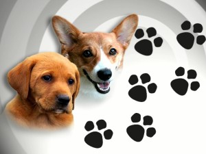 pet