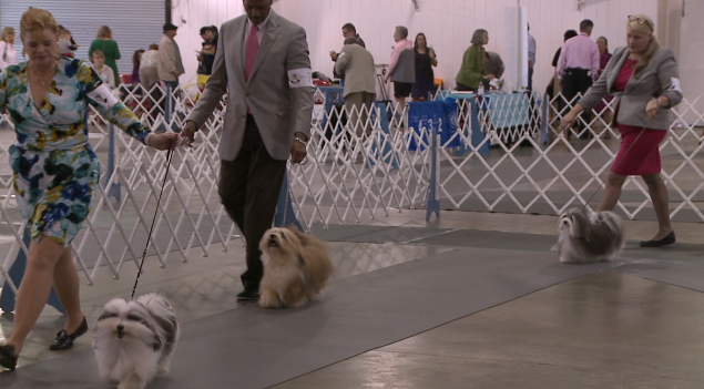 dog show