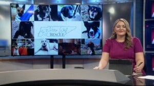 Pet Of The Week Cash