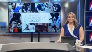 Pet Of The Week Carter