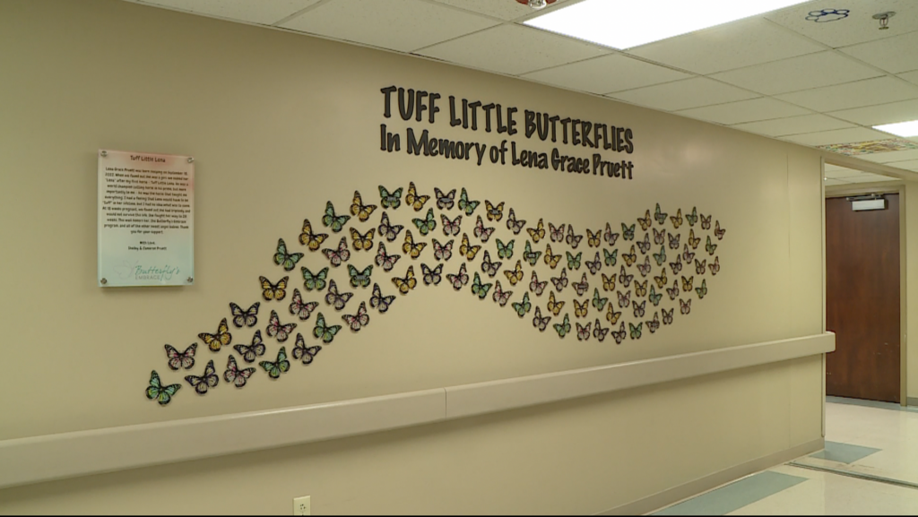 butterflies