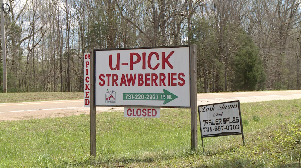 strawberries