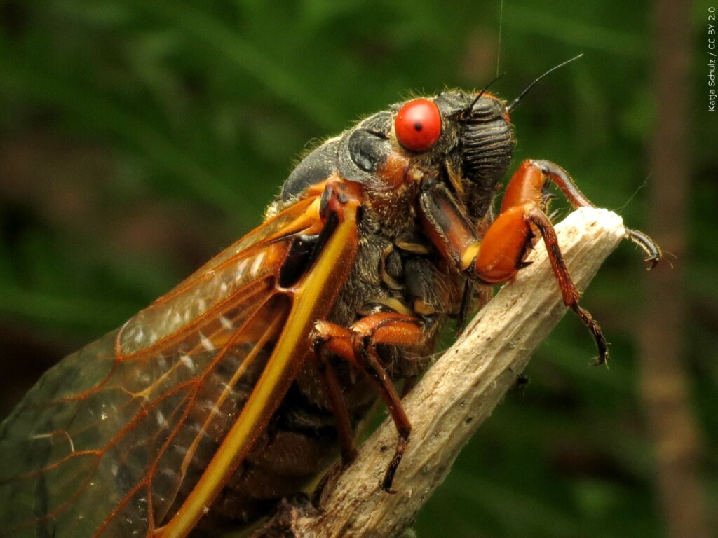 cicadas