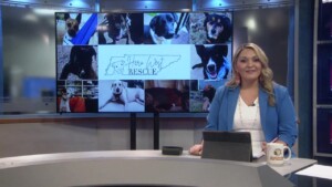 Pet Of The Week Lillie