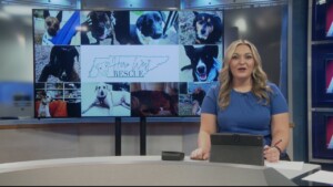 Pet Of The Week Cash