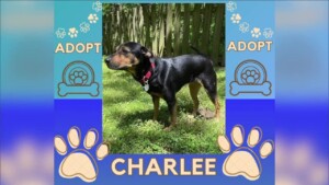 Pet Of The Week Charlee