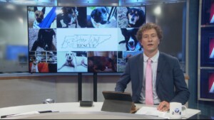 Pet Of The Week Cash