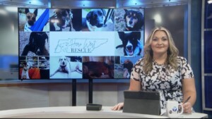 Pet Of The Week Carter