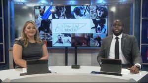 Pet Of The Week Cash