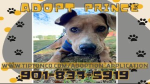 Pet Of The Week Saturday 091424