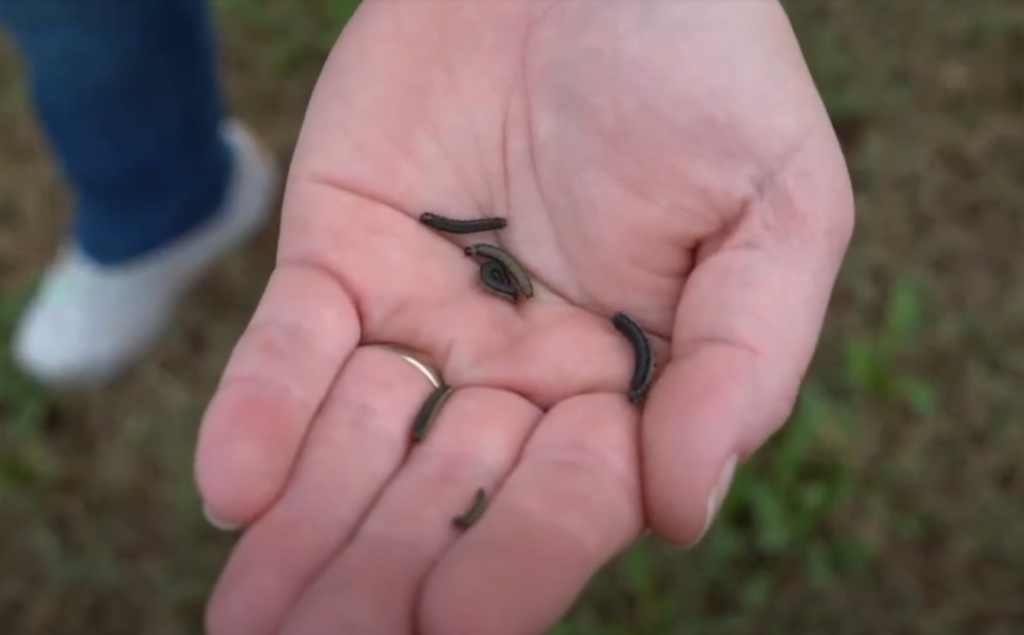 armyworms