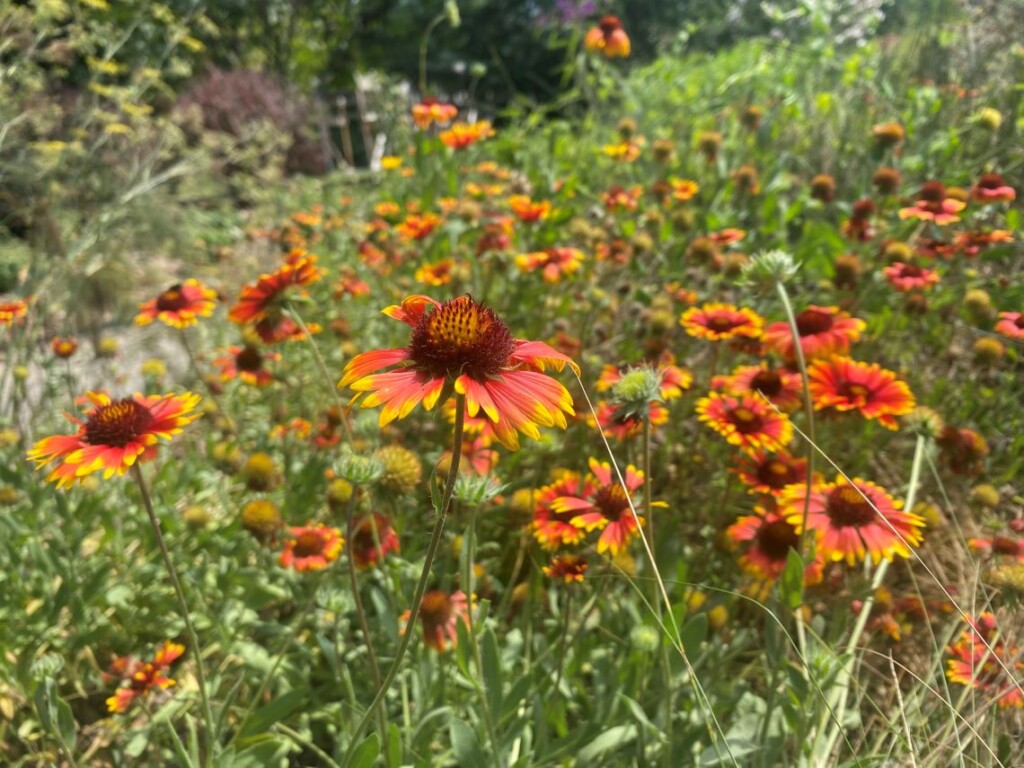 September Gaillardia