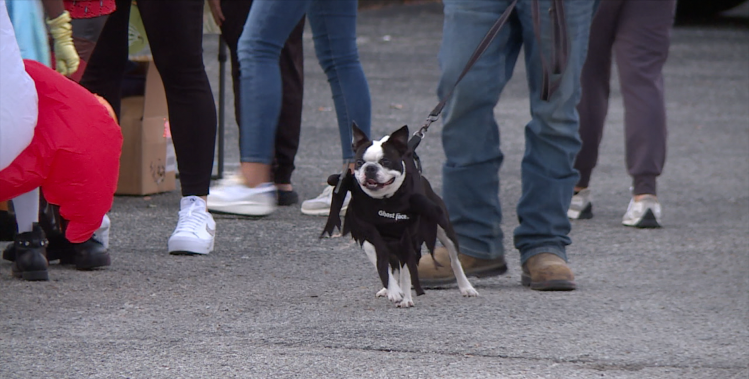 Jackson Pet Emergency Clinic holds 3rd annual Trunk or Treat WBBJ TV