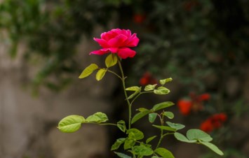 Marie Maroney Jackson Tn Obituary