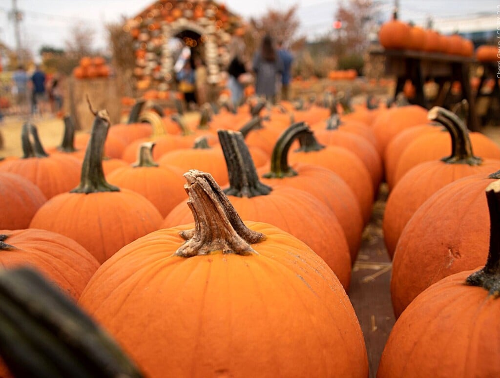 pumpkins