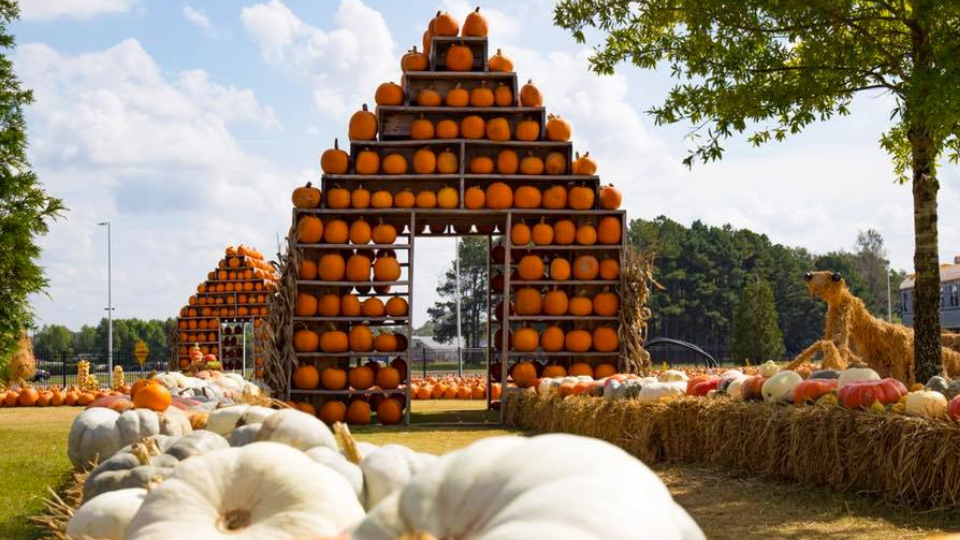 Pumpkin