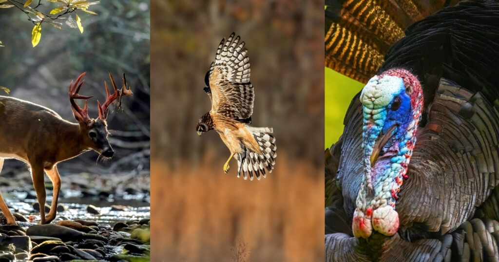 Wildlife Photography Contest Home Page Button 1