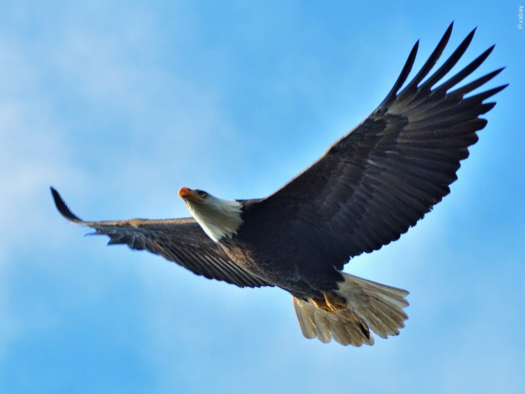 eagle