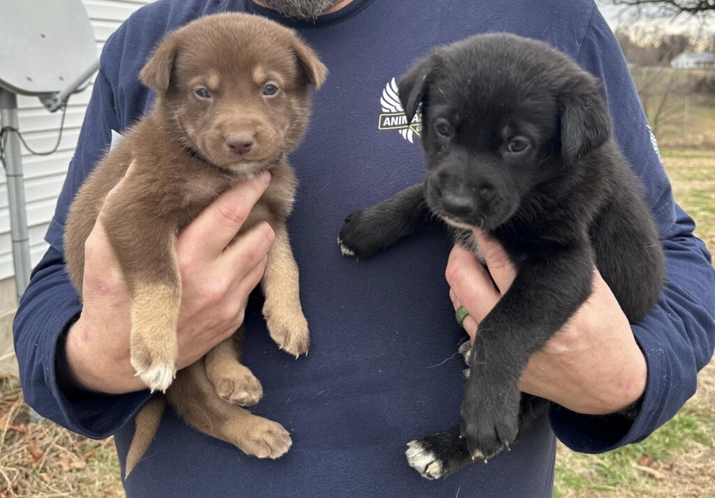 dogs