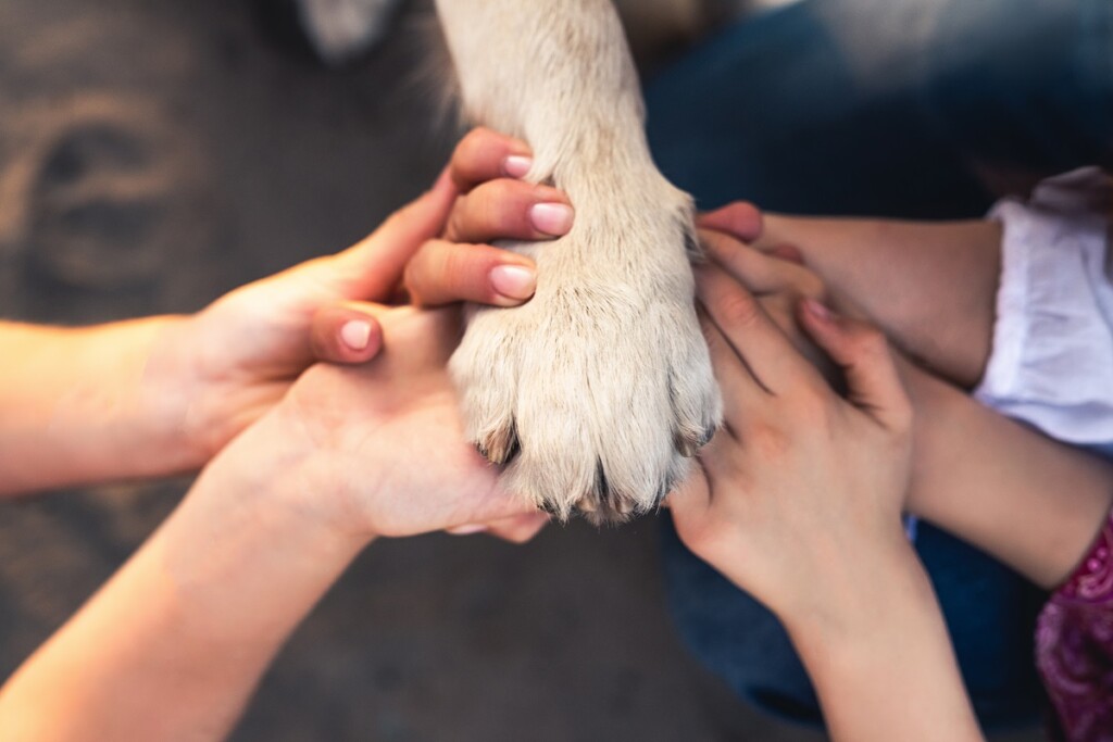 pet