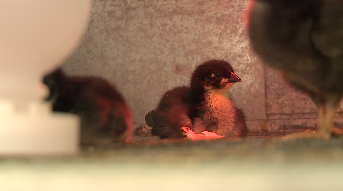 Amid high egg prices, is raising your own chickens a wise solution?