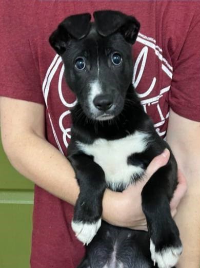Moco Mutts Rescue Center 2025