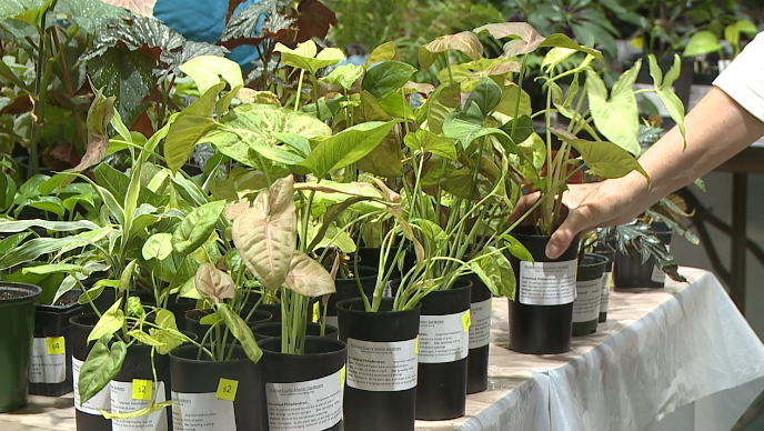 Plant Sale