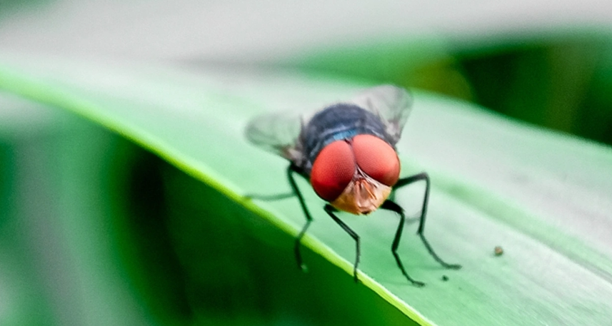 Aphis Nws Image