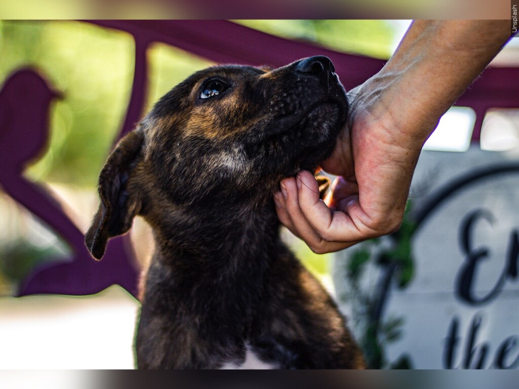 Canine specialist