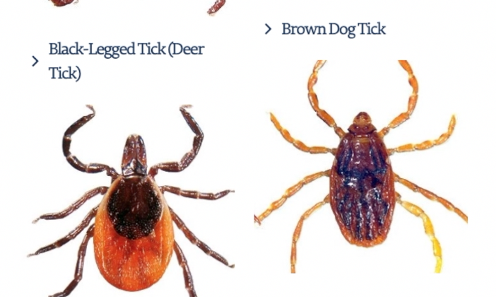tick
