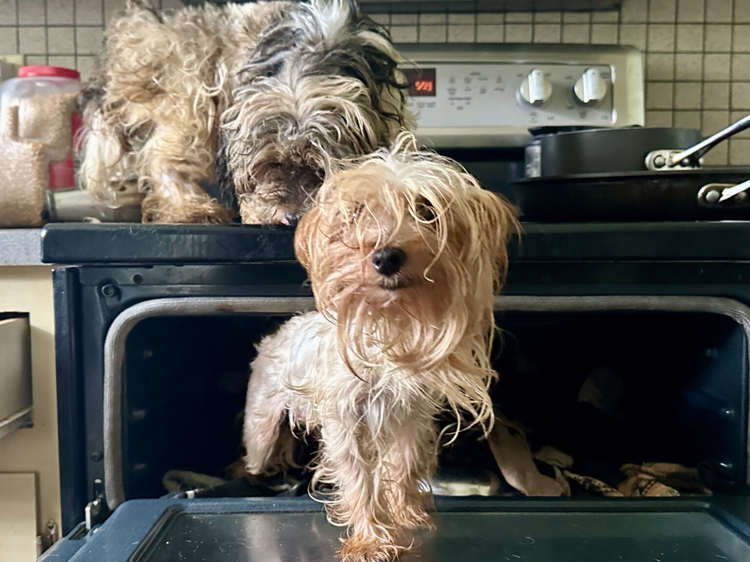 113 dogs rescued from horrific conditions in puppy mill WBBJ TV(00)