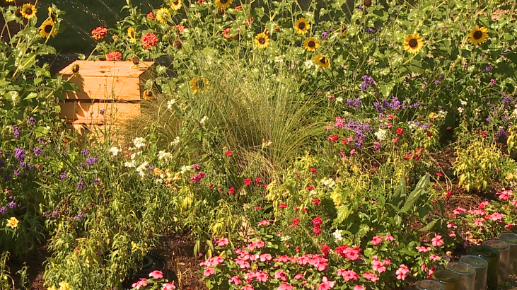Expert shares gardening tips for incoming drought