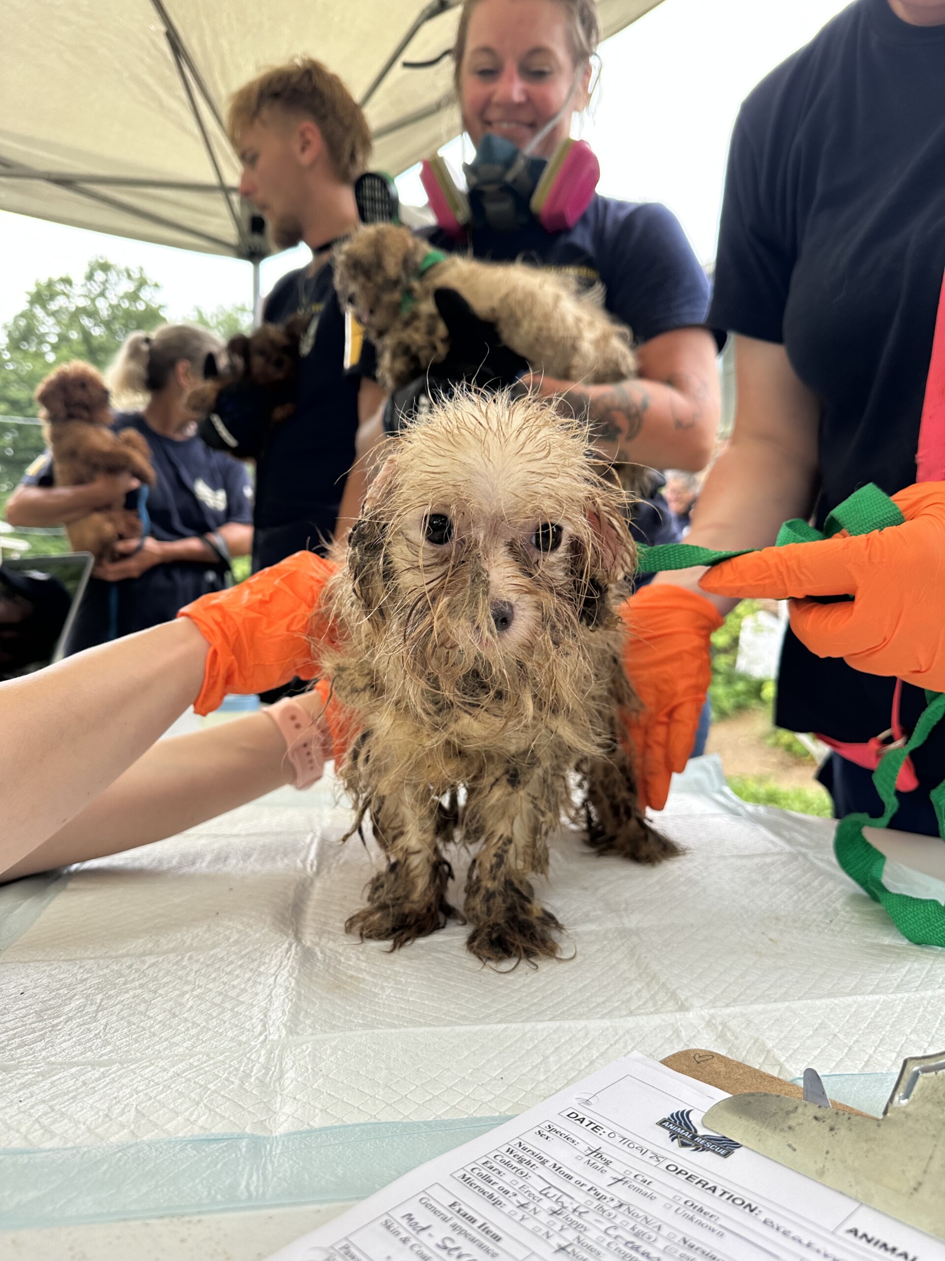 113 dogs rescued from horrific conditions in puppy mill WBBJ TV