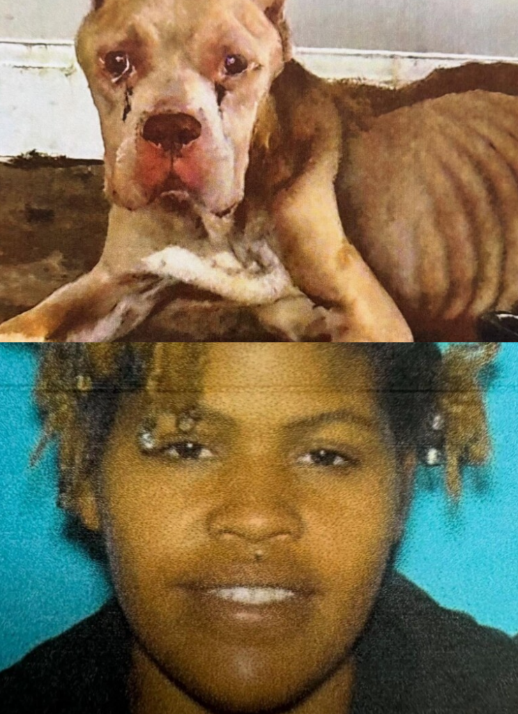 animal cruelty