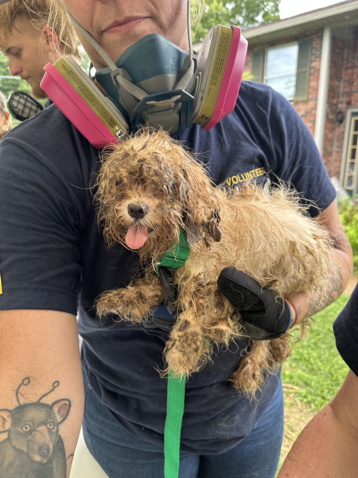 113 dogs rescued from horrific conditions in puppy mill WBBJ TV