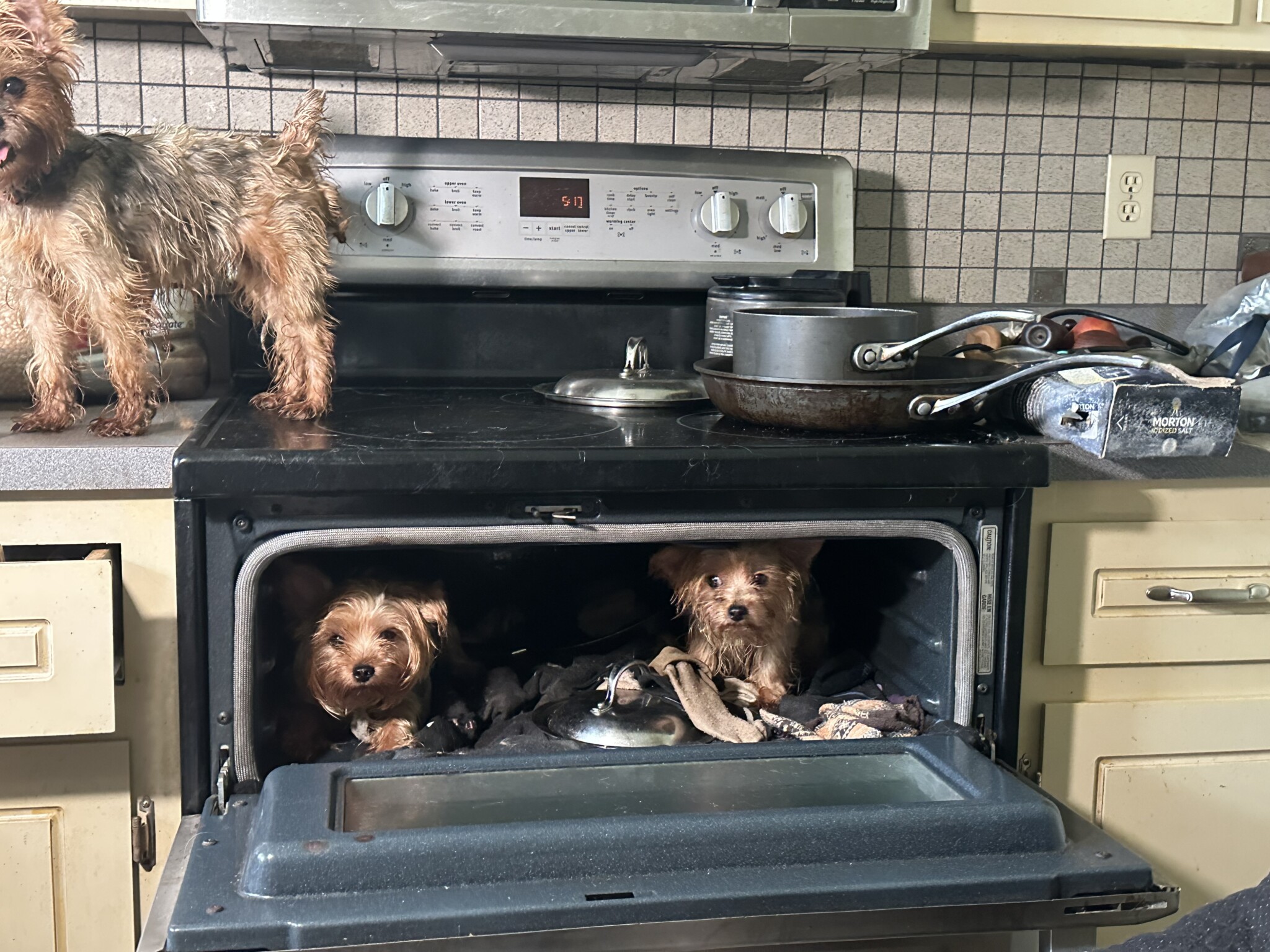 113 dogs rescued from horrific conditions in puppy mill WBBJ TV